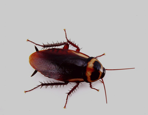 Commercial cockroach control