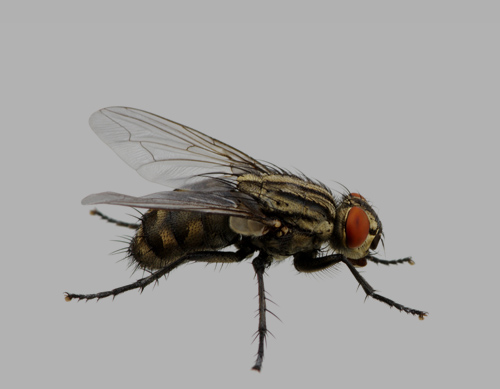 Fly