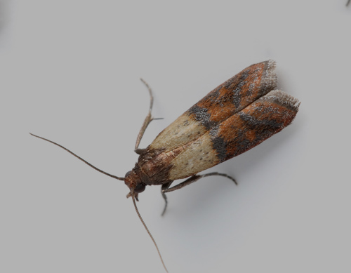 Moth