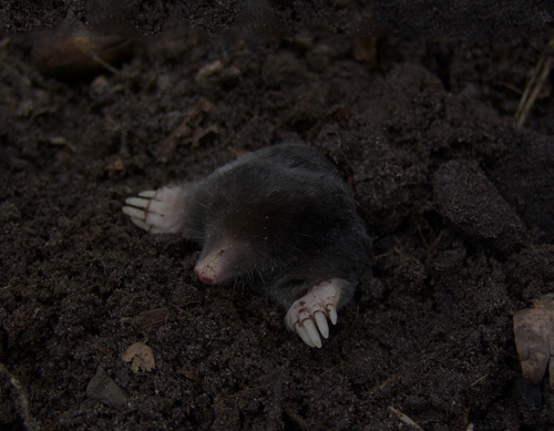 Other pest species