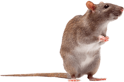 Agricultural rodent pest control