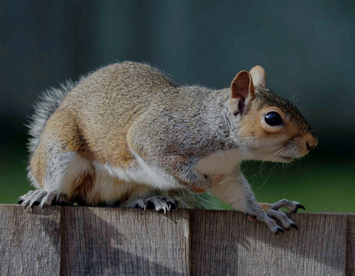 Squirrel