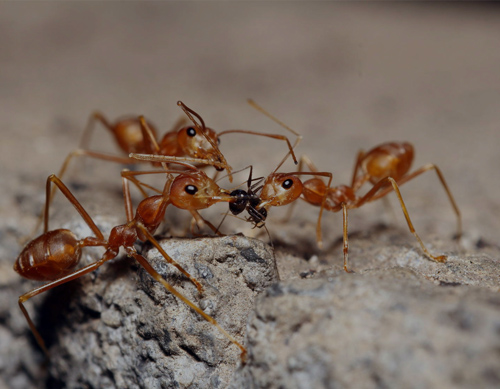 Ant pest control