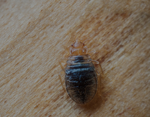 Bedbug and flea control