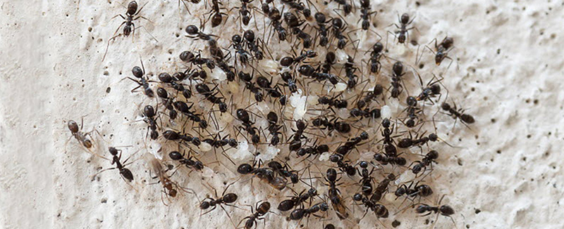 Close-up of an ant
