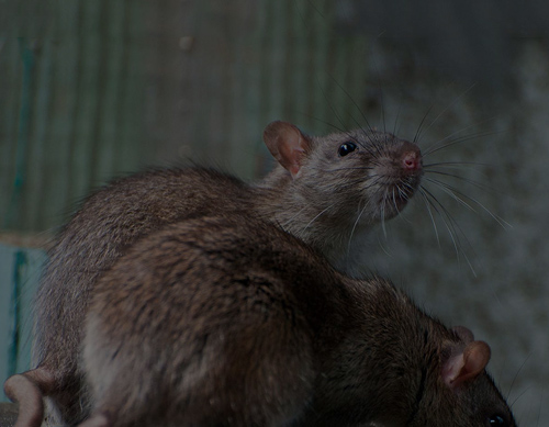 Rodent control