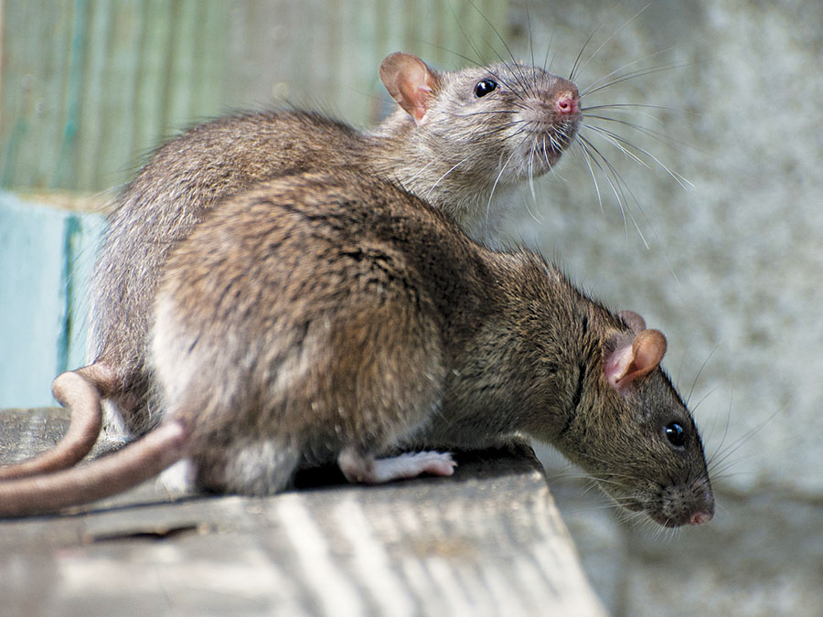 MRA pest control specialist at work