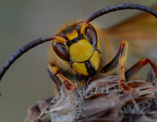 Bee and wasp control